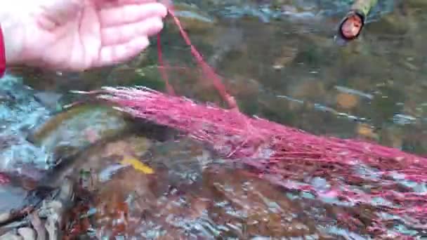 Algues Rouges Eleocharis Rouge Dans Rivière Guadalaviar San Blas Teruel — Video