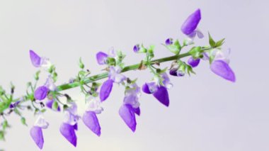 Yaklaş, seçici odaklan Coleus 'un küçük çiçeklerine, Solenostemon