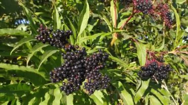 Böğürtlen ve yaprak, sambucus nigra