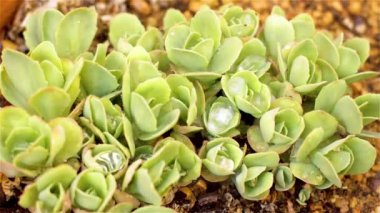 Sedum Telephium 'un sulu lahanaları, orpin olarak bilinen sulu bitki, canlı, kurbağa midesi, arping Johnny, sonsuz yaşam, yaz ortası adamları, Yetim John ve cadının para torbaları