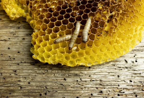 Larva ve bal solucanları, arısız bal peteği içinde Galleria mellonella türleri.