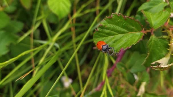 Lachnaia Tristigma Coleoptero Orange Käfer Mit Schwarzen Flecken Auf Einem — Stockvideo