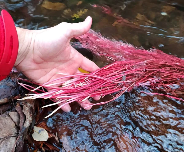 Showing the red algae Eleocharis sp. red growing in the river guadalaviar, teruel