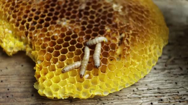 Plaga Larvas Gusanos Miel Galleria Mellonella Especie Panal Sin Abejas — Vídeo de stock