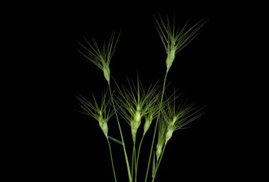 Aegilops geniculata, keçi otu