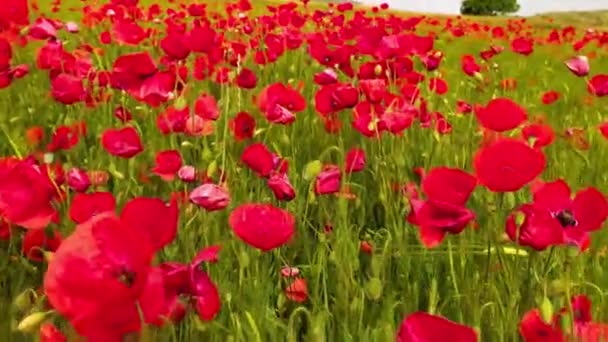 Flying Wheat Field Red Poppies Super Slow Motion — Stock Video