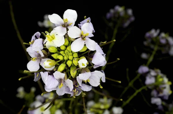 Rabaniza Blanca Diplotaxis Erucoides — 스톡 사진