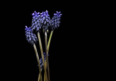 Muscari ihmalkarlığı Guss, Cebollita de Milano, Jacinto Silvestre, Nazarenos siyah arka planda