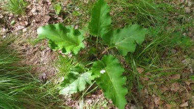 Diüretik şifalı bitki, Arctium lappa, burdock, yukarıdan doğal ortamında görülür.
