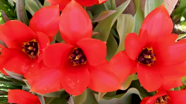 花チューリップのクローズアップ強烈な赤の色 一般的な名前の庭チューリップとGesneriana — ストック動画