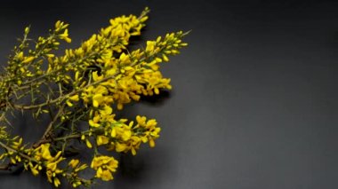 Yaygın gorse bitkisi, bilimsel adı Ulex europaeus, sarı çiçekler, siyah arkaplan Ulex europaeus