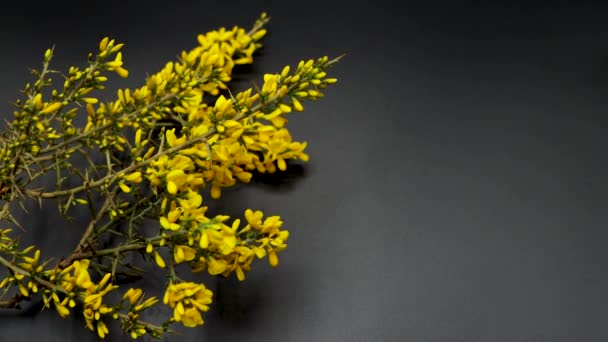 Gemeine Ginsterpflanze Wissenschaftlicher Name Ulex Europaeus Gelbe Blüten Schwarzer Hintergrund — Stockvideo