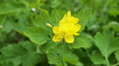 Haşhaş familyasından, bilimsel adı Chelidonium Majus olan daha büyük selandin sarı çiçeği.