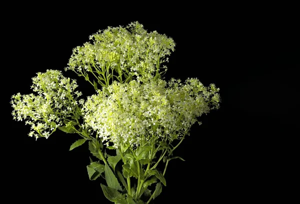 Planta Lepidium Draba Cardaria Draba Nasturtium Draba Cochlearia Draba Hoary —  Fotos de Stock