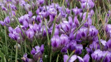  Erinacea antilli, timus vulgaris, mavi süpürge, kirpi bitkisi, ya da aceleci böbrek vetch, mor çiçekli yabani bitki, Akdeniz florası