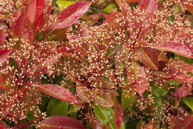 Baharda bir fotenyanın kırmızı parlak yaprakları, Photinia serrulata bitkisi, Photinia Red Robin, Photinia fraseri, süs bitkisi.