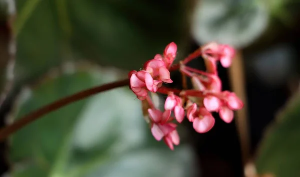 Híbrido Rosa Begonia Ala Dragón —  Fotos de Stock