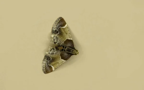 Μια Πεταλούδα Νυχτοπεταλούδα Στον Τοίχο Νυχτοπεταλούδα Pyralis Farinalis Ένα Κοσμοπολίτικο — Φωτογραφία Αρχείου