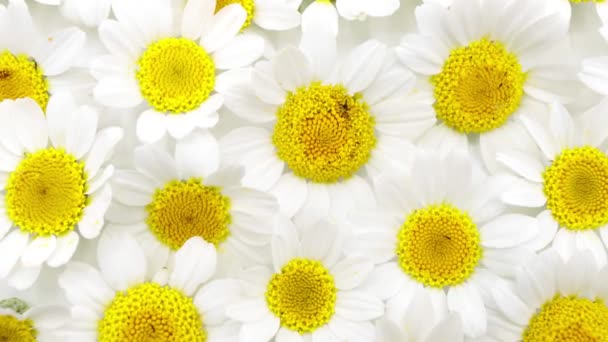 Behang Achtergrond Van Madeliefjes Kamille Bloemen Geïsoleerde Achtergrond Kamille Bloemen — Stockvideo