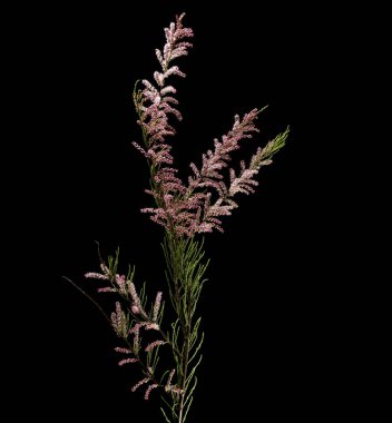 Adı: çiçek Tamarisk ağacı veya Tamarix parviflora pembe çiçekli, Tamarix gallica, Fransız tamarisk