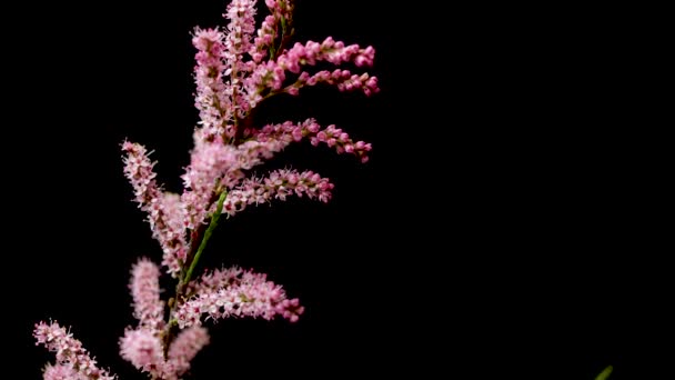 Naam Kleine Bloem Tamarisk Boom Tamarix Parviflora Met Roze Bloemen — Stockvideo