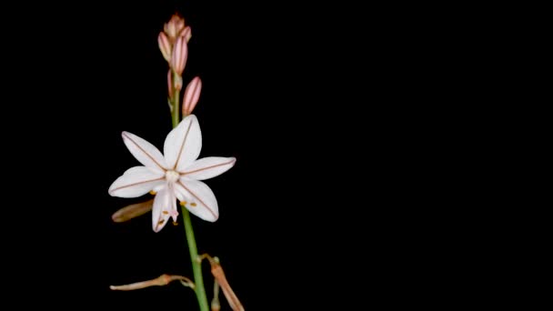 洋葱杂草 Onionweed Asphodelus Tenuifolius 是一种常见的田间杂草 通常产于加那利群岛 也被称为野生洋葱 — 图库视频影像