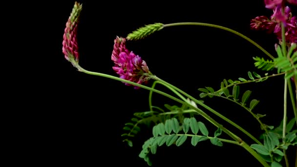 Astragalus Epiglottis Una Especie Planta Herbácea Perteneciente Familia Las Leguminosas — Vídeo de stock