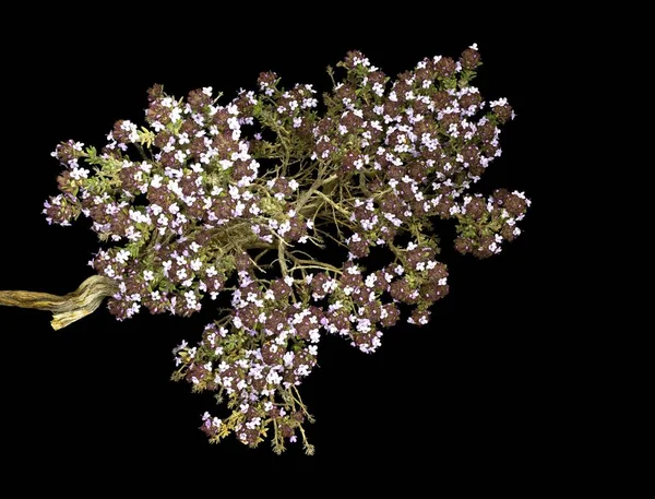 Thymus Vulgaris Tomilho Comum Tomilho Alemão Tomilho Jardim Apenas Tomilho — Fotografia de Stock