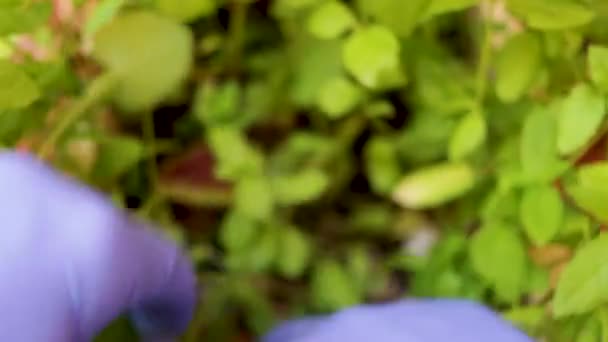 Hidroponika Koncepció Keres Fűben Egy Kémcső Egy Növekvő Fiatal Növények — Stock videók
