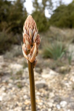 Asphodelus ramosus, Asphodelaceae familyasına ait uzun ömürlü bir türdür.