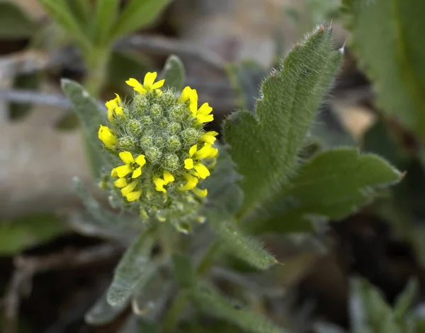 Alyssum Alyssoides Вид Травянистого Растения Семейства Brasicaceae Маленькая Однолетняя Трава — стоковое фото