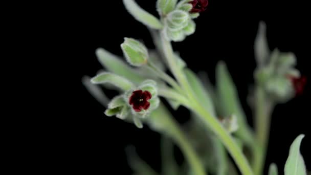 Pardoglossum Cheirifolium Pardoglossum Est Genre Monotypique Plantes Fleurs Famille Des — Video