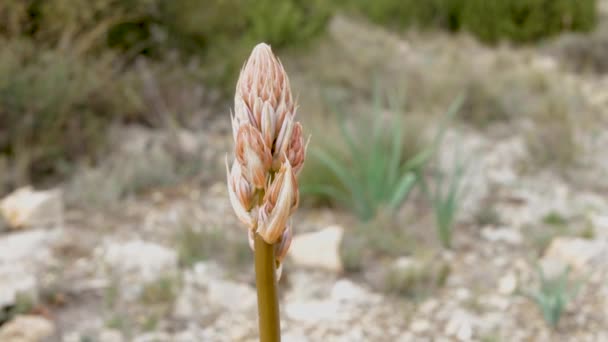 Asphodelus Ramosus Communément Appelé Asphodel Gammon Ramifié Est Une Espèce — Video