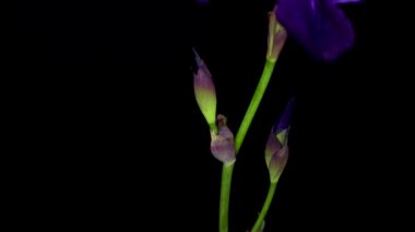  Sibirya irisi ya da Sibirya bayrağı olarak da bilinen Iris sibirica, Iris cinsinde bir tür. Rhizomatöz bir bitkidir, Avrupa 'dan, süs bitkisi olarak kullanılır.