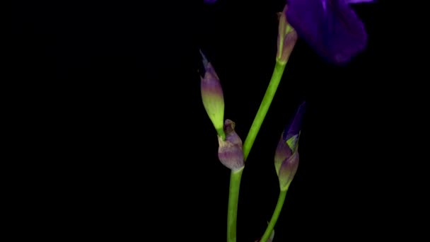 アイリス シビリカ Iris Sibirica シベリアの虹彩またはシベリアの旗として知られる アイリス属の種である 観賞用植物として用いられるヨーロッパ産の根茎草本多年生植物です — ストック動画