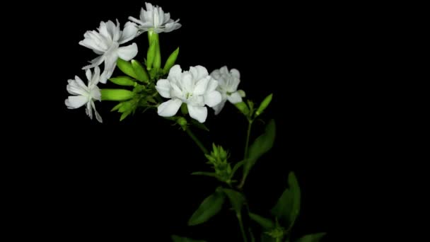 Відео Чорному Тлі Рослини Saponaria Officinalis Загальна Назва Soapwort Або — стокове відео