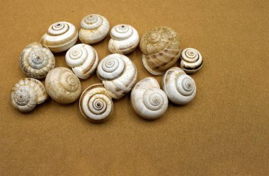 Kurumuş salyangozlar, kahverengi arka plan.