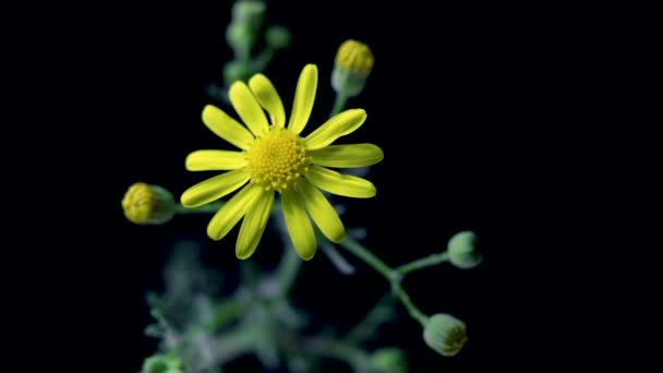 Senecio Galicus セネシオ ガリクス セネシオ属とアスター科の年間植物で 環境条件が厳しい隔離された生息地を植民地化した種です — ストック動画