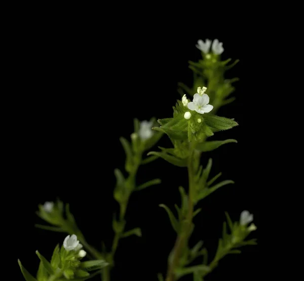 Buglossoides Arvensis Lithospermum Arvense Uma Planta Com Flor Pertencente Família — Fotografia de Stock