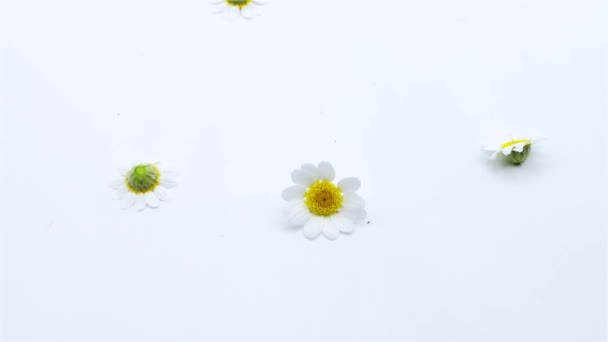 Rain Daisies Falling White Background — Stock Video