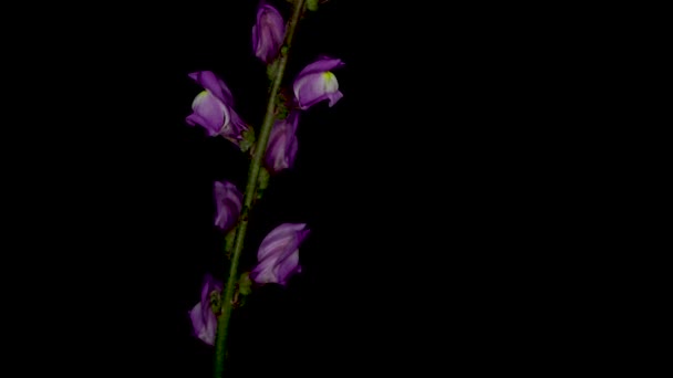 Linaria Repens Також Відомий Блідий Toadflax Або Повзучий Toadflax Європі — стокове відео