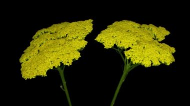 Achillea filisardulina, ya da bilinen adıyla Achillea filisardulina, kara sırtlı, ayçiçeği familyasından Asya kökenli bir bitki türüdür.