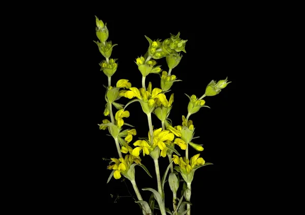 Phlomis Lychnitis Lychnite Flores Amarelas Selvagens Nome Comum Lebres Orelha — Fotografia de Stock