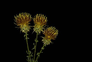 Centaurea ornata Willd, Asteraceae familyasından çiçekli bir bitki türü.