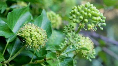 Seçici odak noktası Hedera sarmalının çiçeği, yaygın adı Ivy..