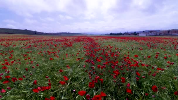 Landscape Rural Inland Spain Wheat Fields Littered Red Poppies Papaver — Stock Video