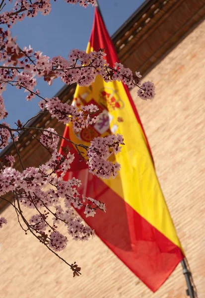 Bandera Constitucional Ligeramente Desenfocada España Primavera Junto Flor Cerezo Concepto —  Fotos de Stock