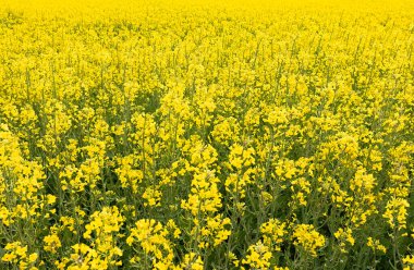 Canlı Sarı Kanola Yağ Tohumu Alanı Tam Çiçek, Brassica Napus Tarımsal Arazi