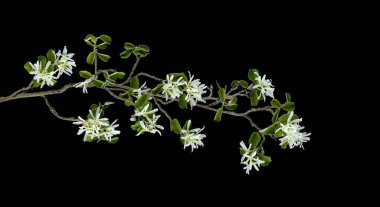 021 Amelanchier ovalis, yaygın olarak karlı mespilus olarak bilinir, siyah arka planda beyaz çiçekli güzel bitki.