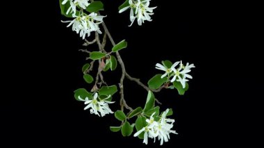 Amelanchier ovalis, yaygın olarak karlı mespilus olarak bilinir, siyah arka planda beyaz çiçekli güzel bitki.